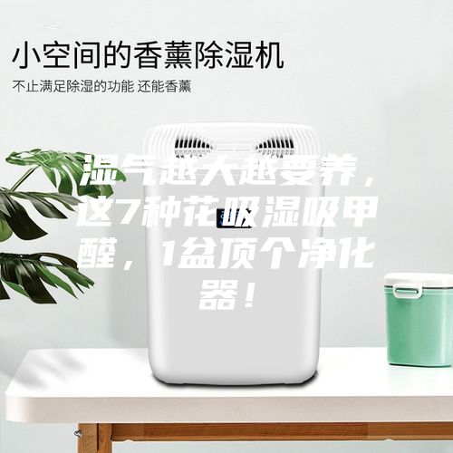 濕氣越大越要養，這7種花吸濕吸甲醛，1盆頂個凈化器！